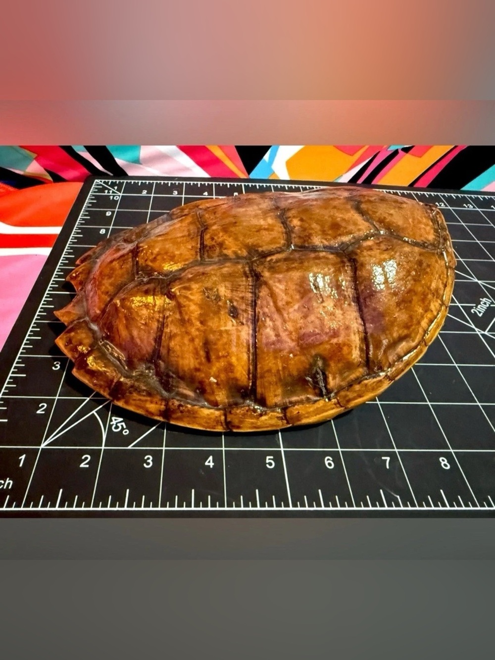Natural Oddities Large Authentic Turtle Shell – Size Shown in Product Photos